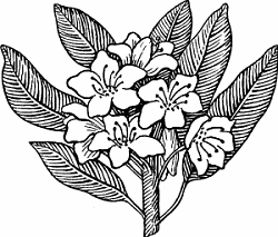Rododendro | Definición de rododendro por significado88
